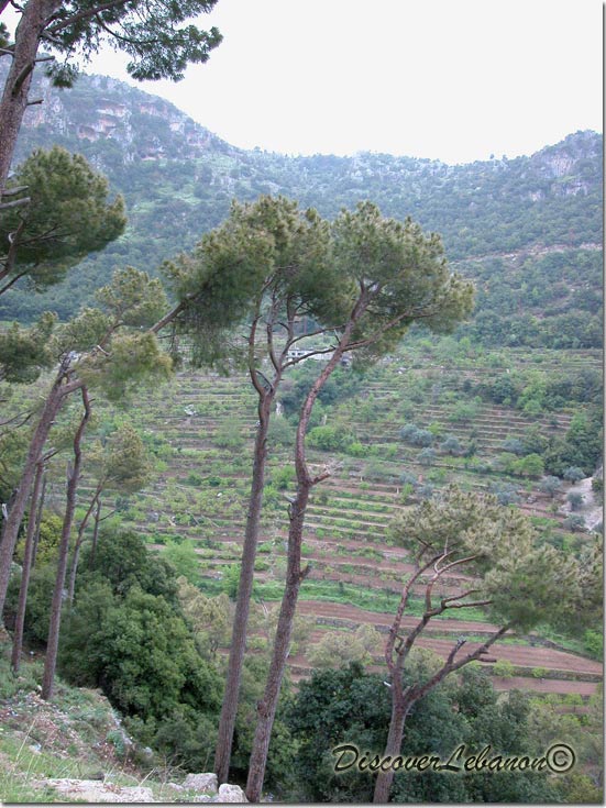 Pines near Monastery Qozhaya