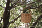 Basket in a tree