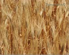 Wheat
