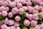 Hortensia from Lebanon