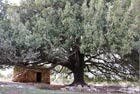 Oak tree in Kandoula