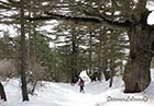 Cedars of Tannourine