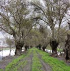 Path inside trees in Aammiq
