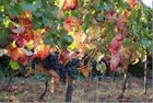Vineyard and colors of Autumn