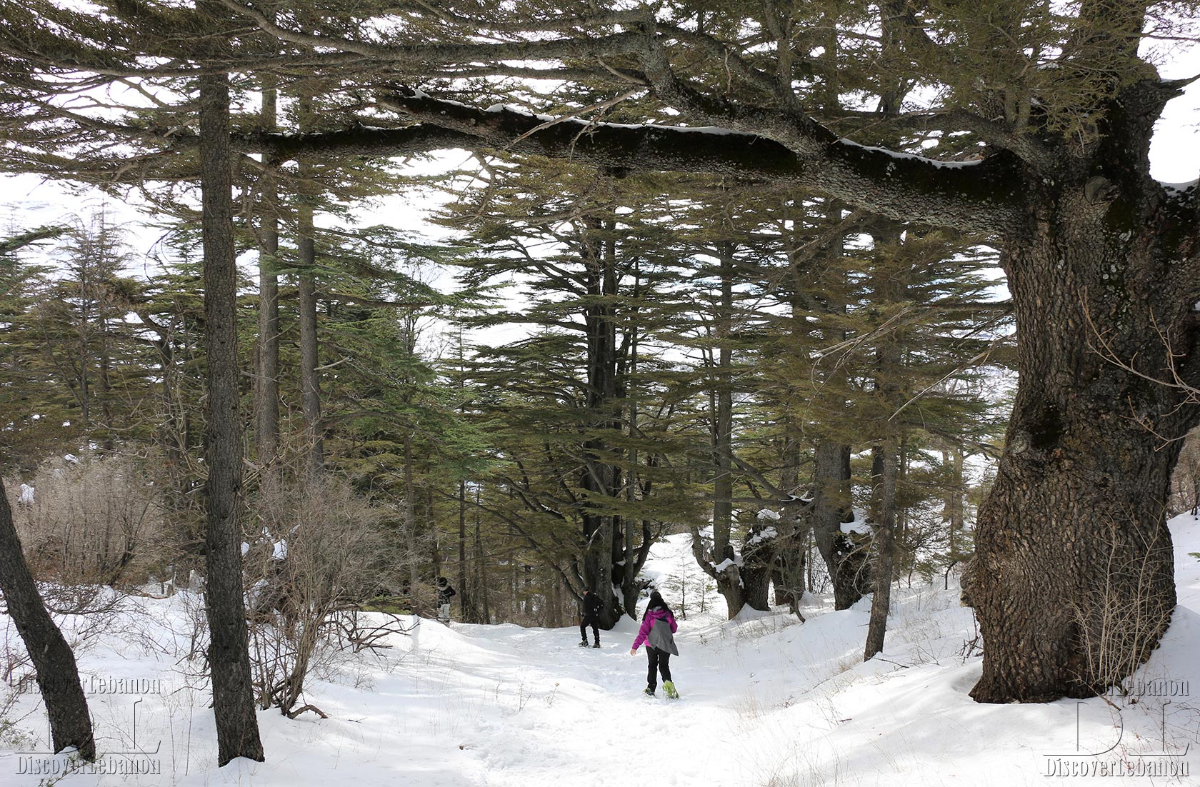 Cedars of Tannourine forest reserve snow